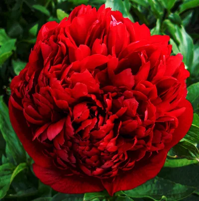 Pojeng 'Christmas Velvet'
