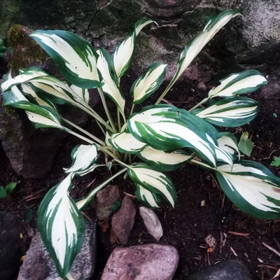 Hosta 'Undulata Mediovariegata'