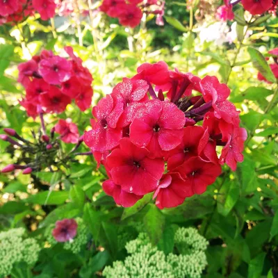 Aed-leeklill e.floks 'Peacock Cherry Red' (erepunane)