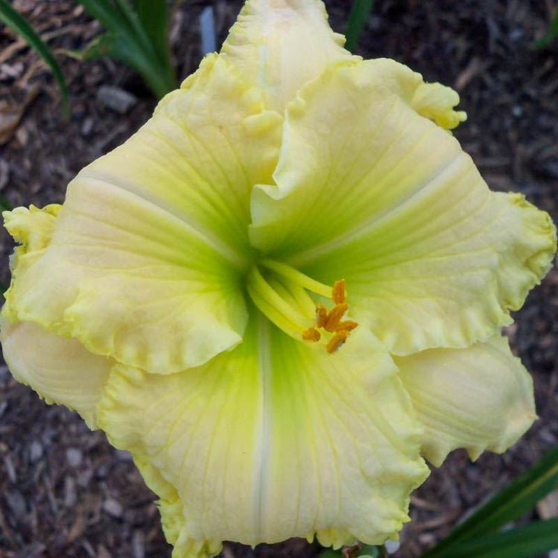 Aed-päevaliilia 'Green Mystique'