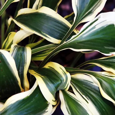 Hosta 'Wolverine'