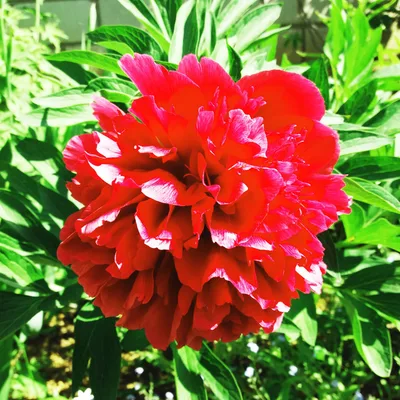 Pojeng 'Rubra Plena'