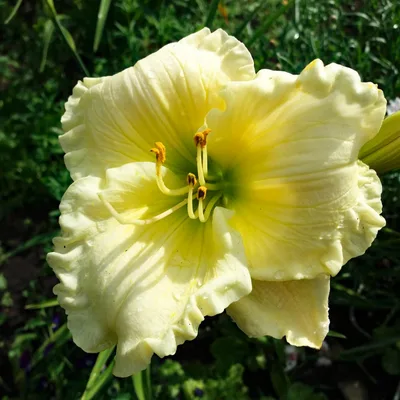 Aed-päevaliilia 'Green Mystique'