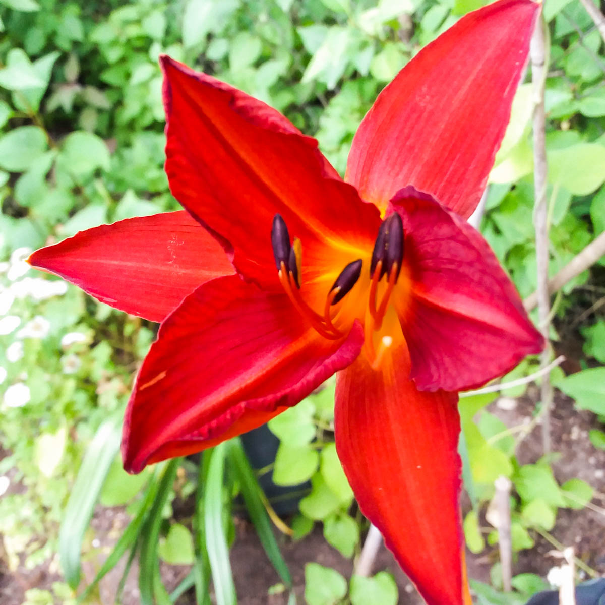 Aed-päevaliilia 'Crimson Pirate'