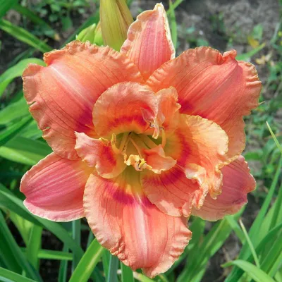 Aed-päevaliilia 'Congo Coral'