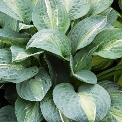 Hosta 'Kiwi Full Monty'