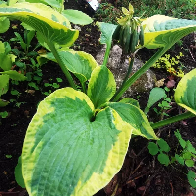 Hosta 'Tokudama Flavocircinalis'