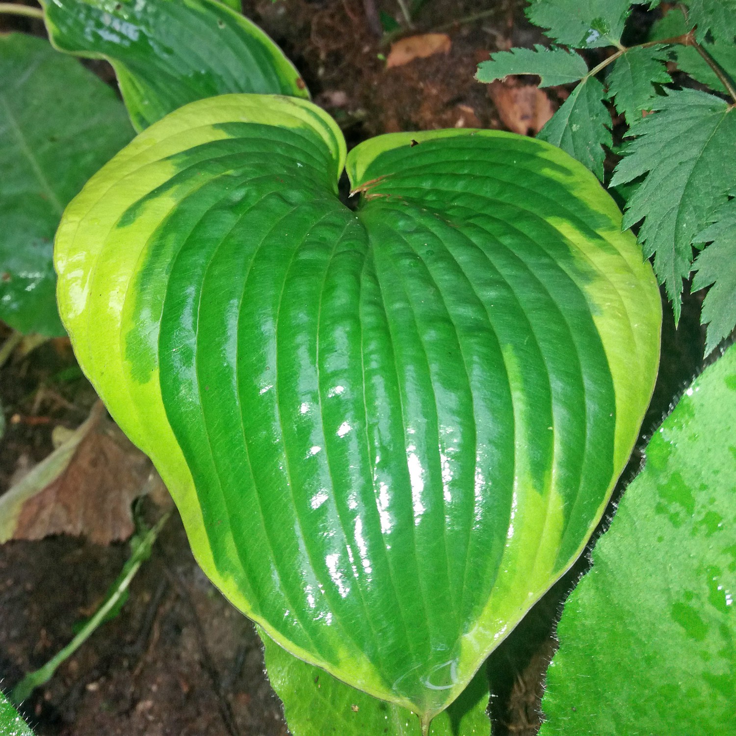 Hosta 'Tokudama Flavocircinalis'