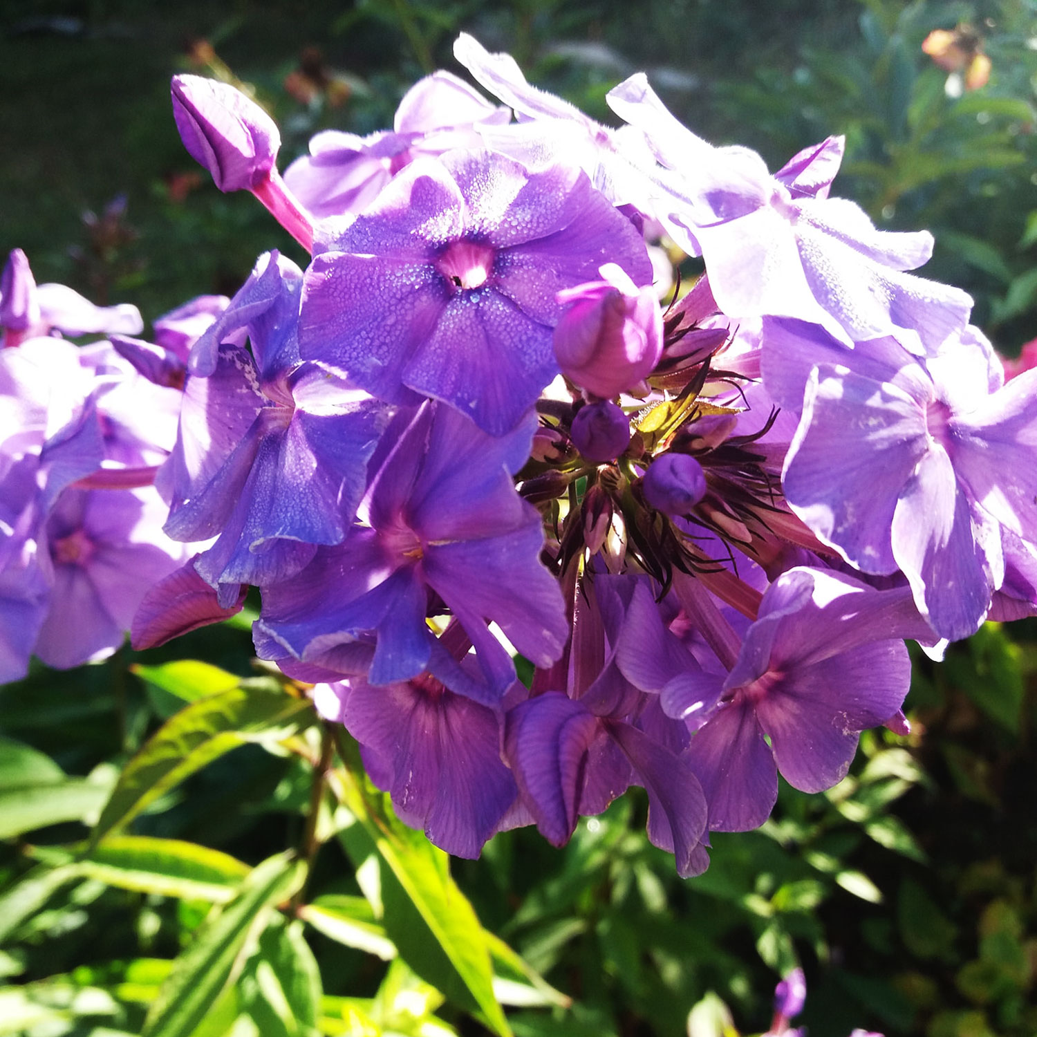 Aed-leeklill e.floks 'Blue Paradise'