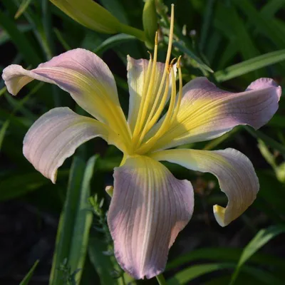 Aed-päevaliilia 'Dancing Summerbird'