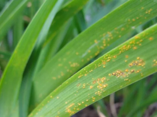 Päevaliilia rooste (Puccinia hemerocallidaes)