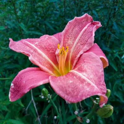 Aed-päevaliilia 'Romantic Rose'