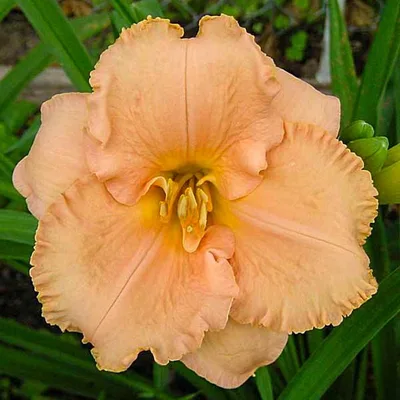 Aed-päevaliilia 'Elizabeth Salter'