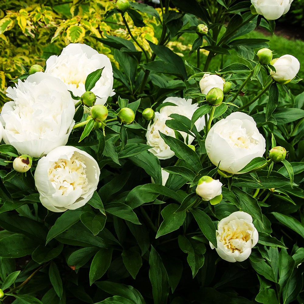 Pojeng 'Duchesse De Nemours'