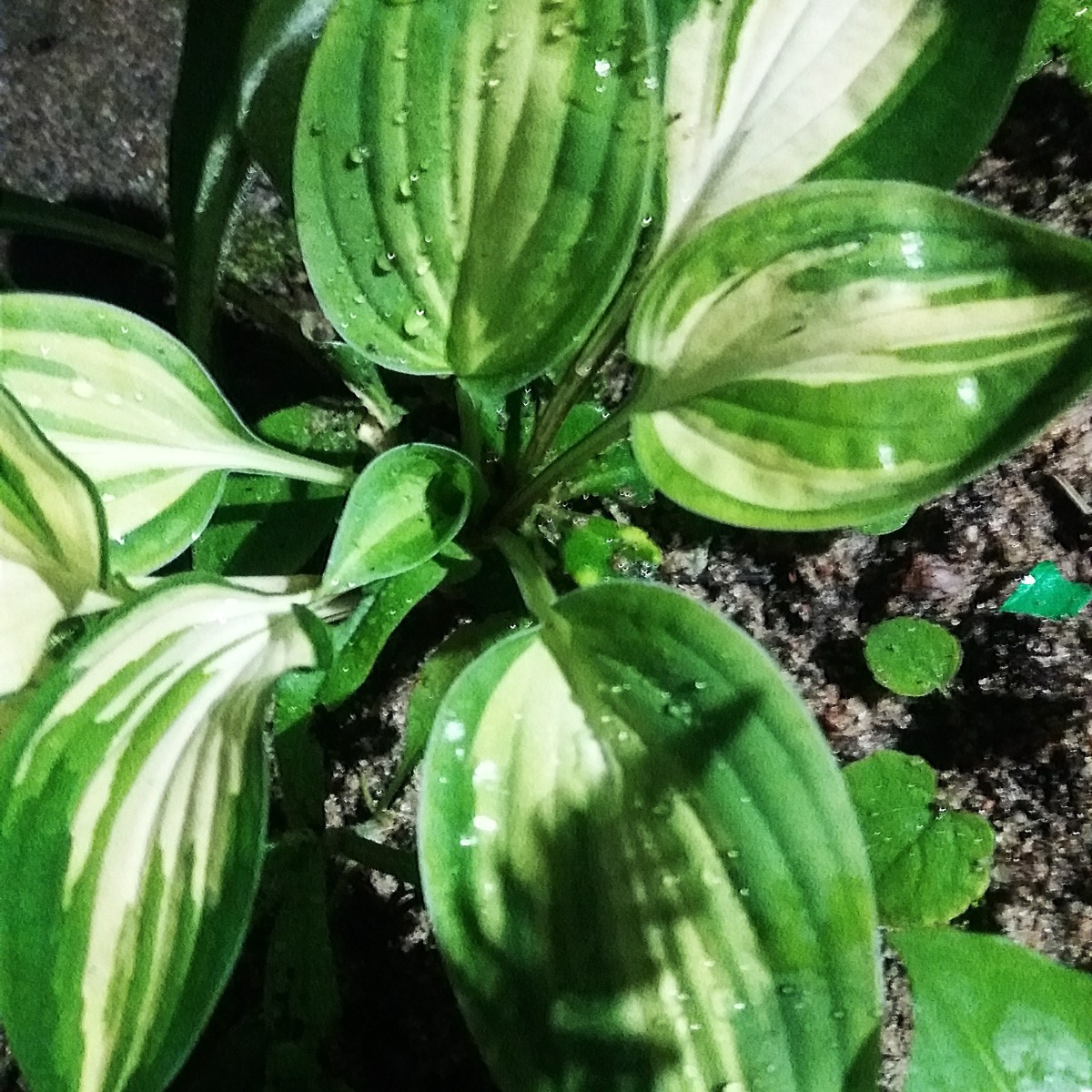 Hosta 'Cherry Berry'