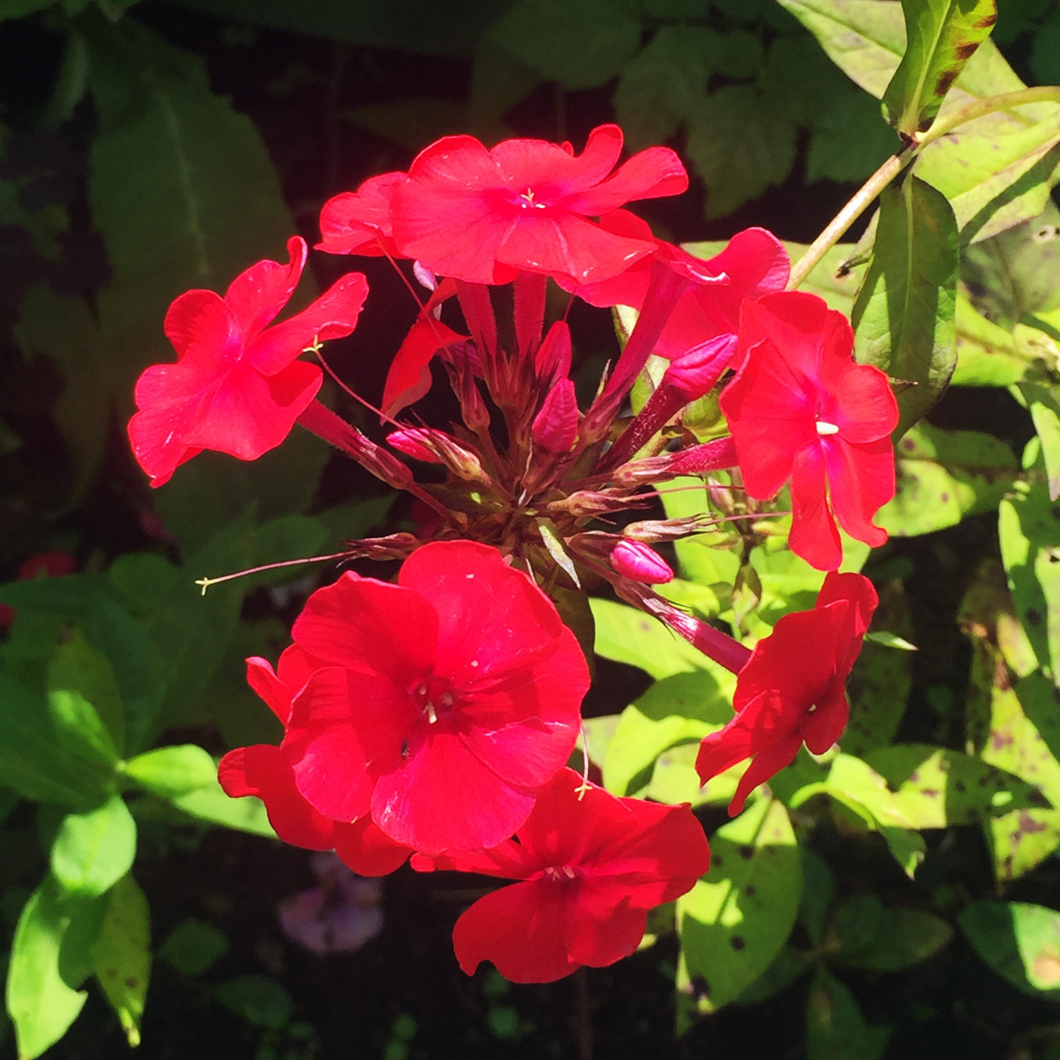Aed-leeklill e.floks 'Peacock Cherry Red' (erepunane)