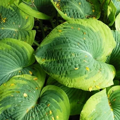 Hosta 'Frances Williams'