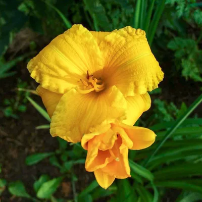 Aed-päevaliilia 'Texas Sunlight'
