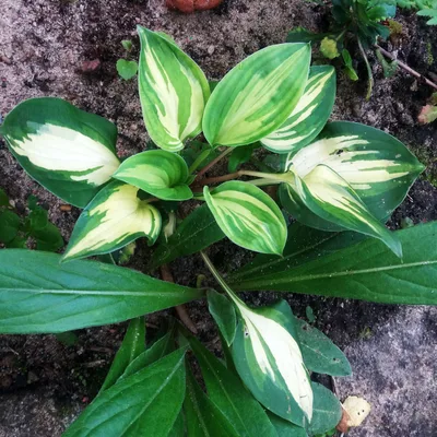 Hosta 'Cherry Berry'