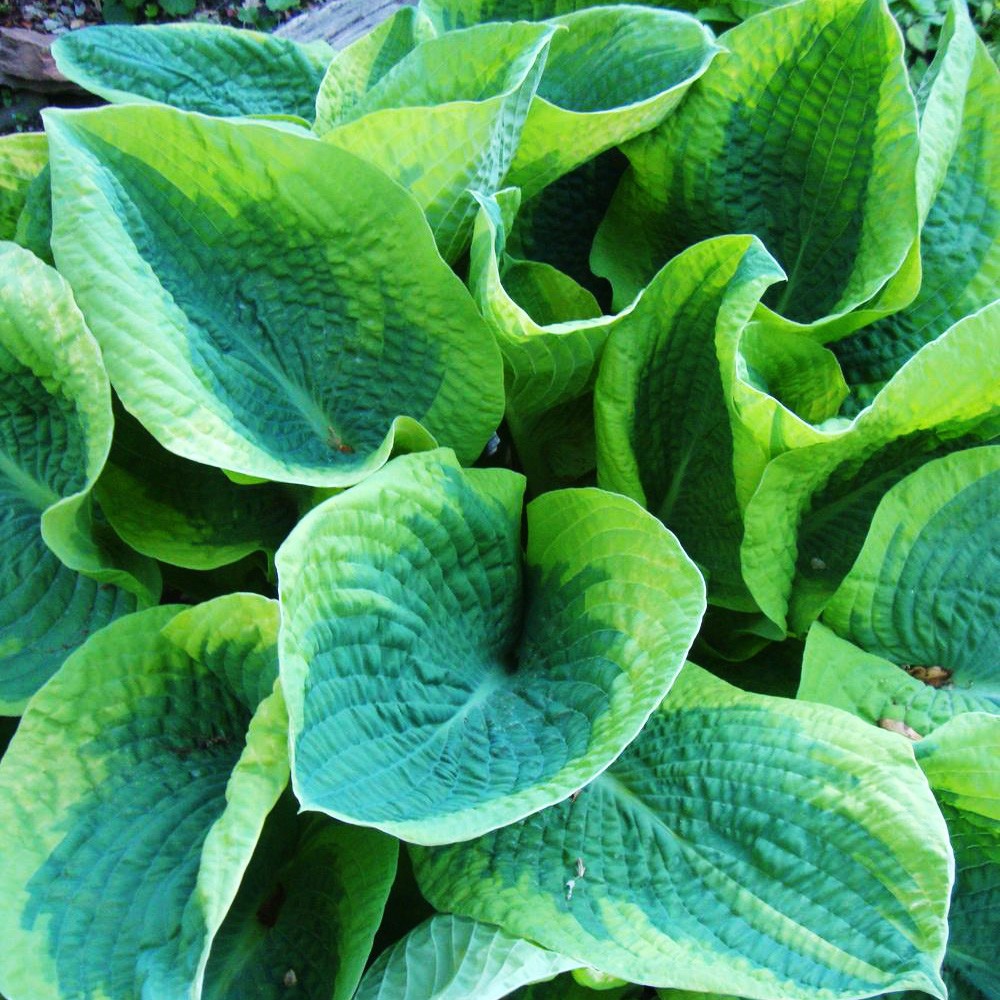 Hosta 'Frances Williams'