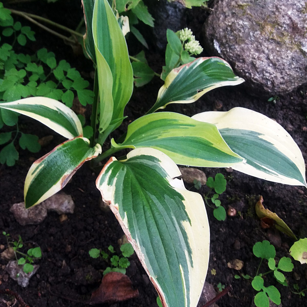 Hosta 'Wolverine'