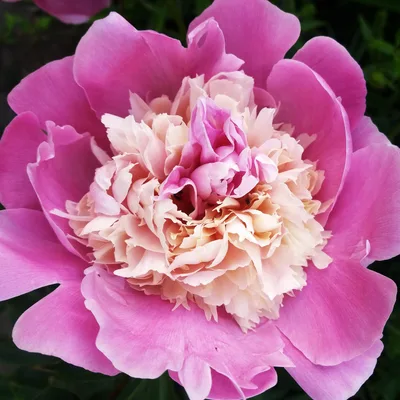 Pojeng 'Pink Cameo'