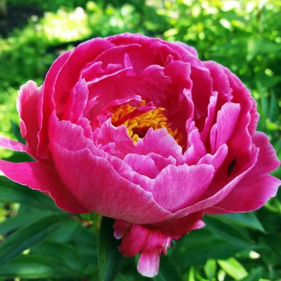 Pojeng 'Pink Dawn'