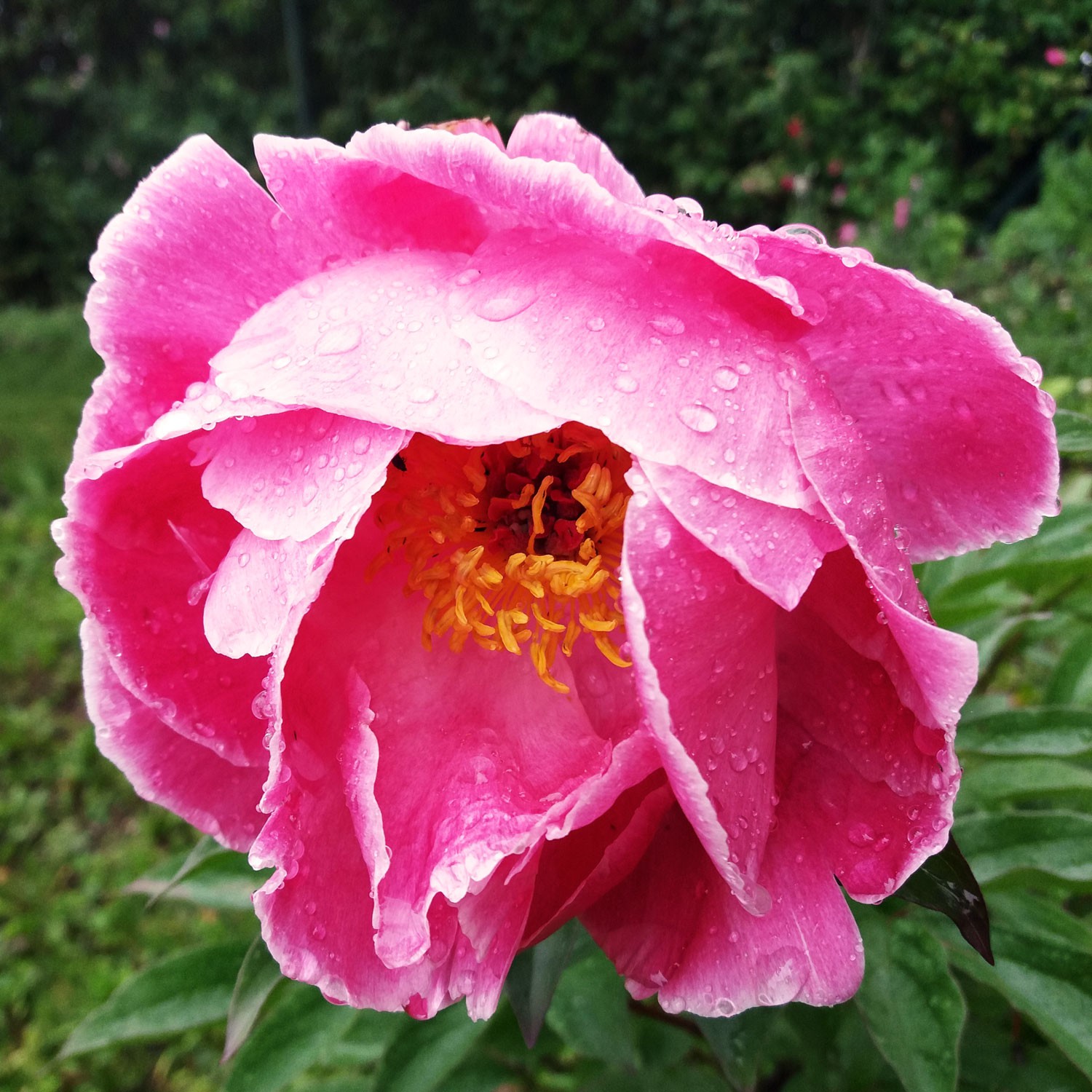 Pojeng 'Pink Dawn'