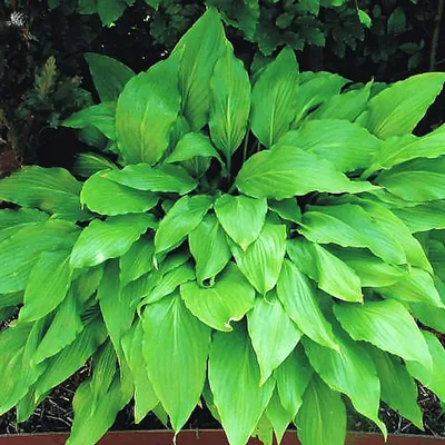 Hosta 'Green Fountain'