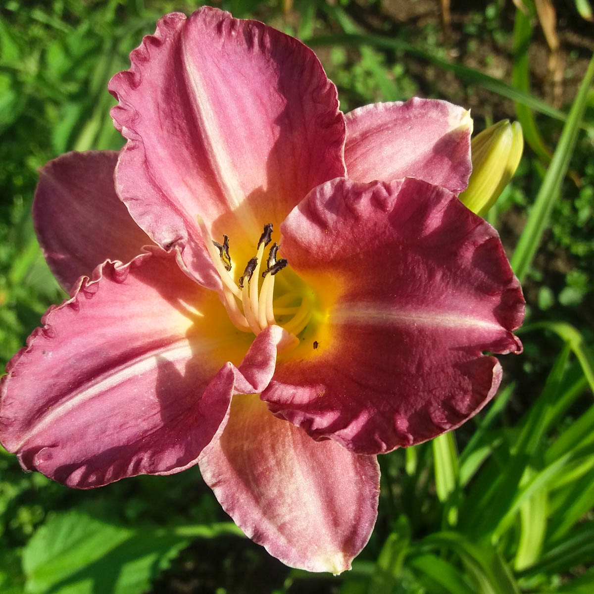Aed-päevaliilia 'Romantic Rose'