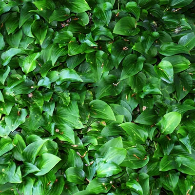 Kääbushosta (Hosta minor) `Minuet`