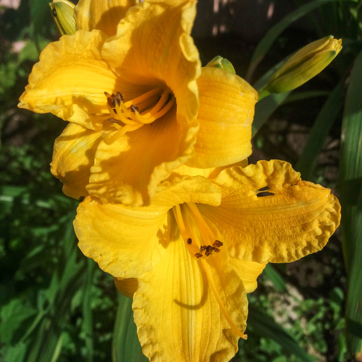 Aed-päevaliilia 'Texas Sunlight'