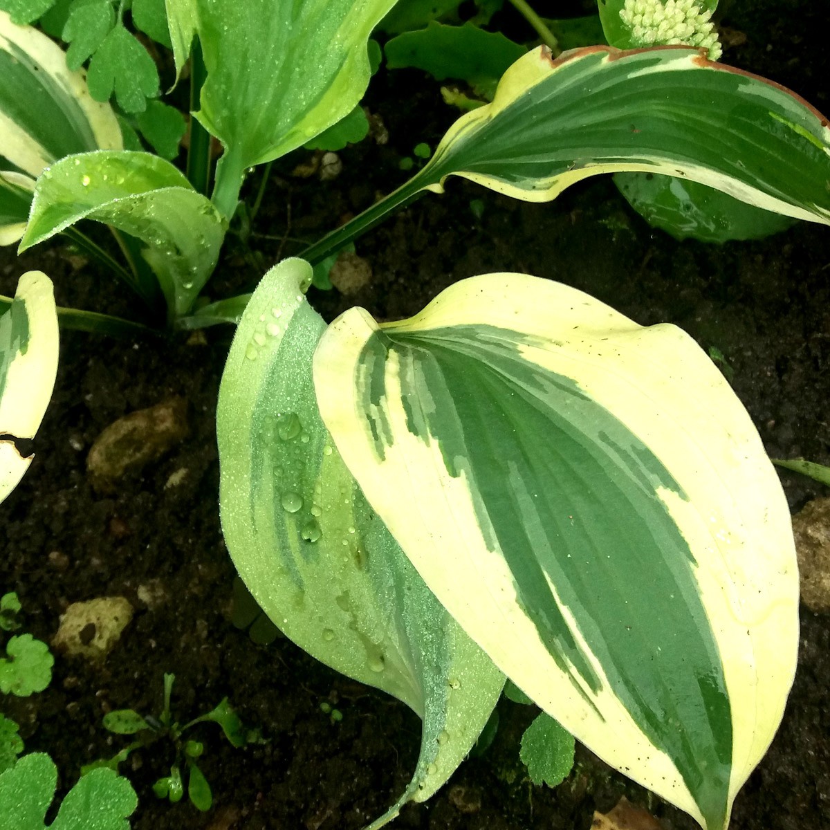 Hosta 'Wolverine'