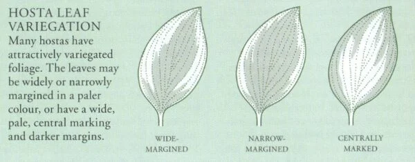 Joonis 2. Hosta lehtede servavärvuste variatsioonid (Brickell, 2008. lk 541).