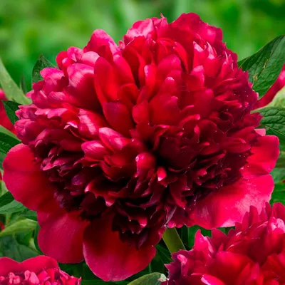 Pojeng 'Red Grace'