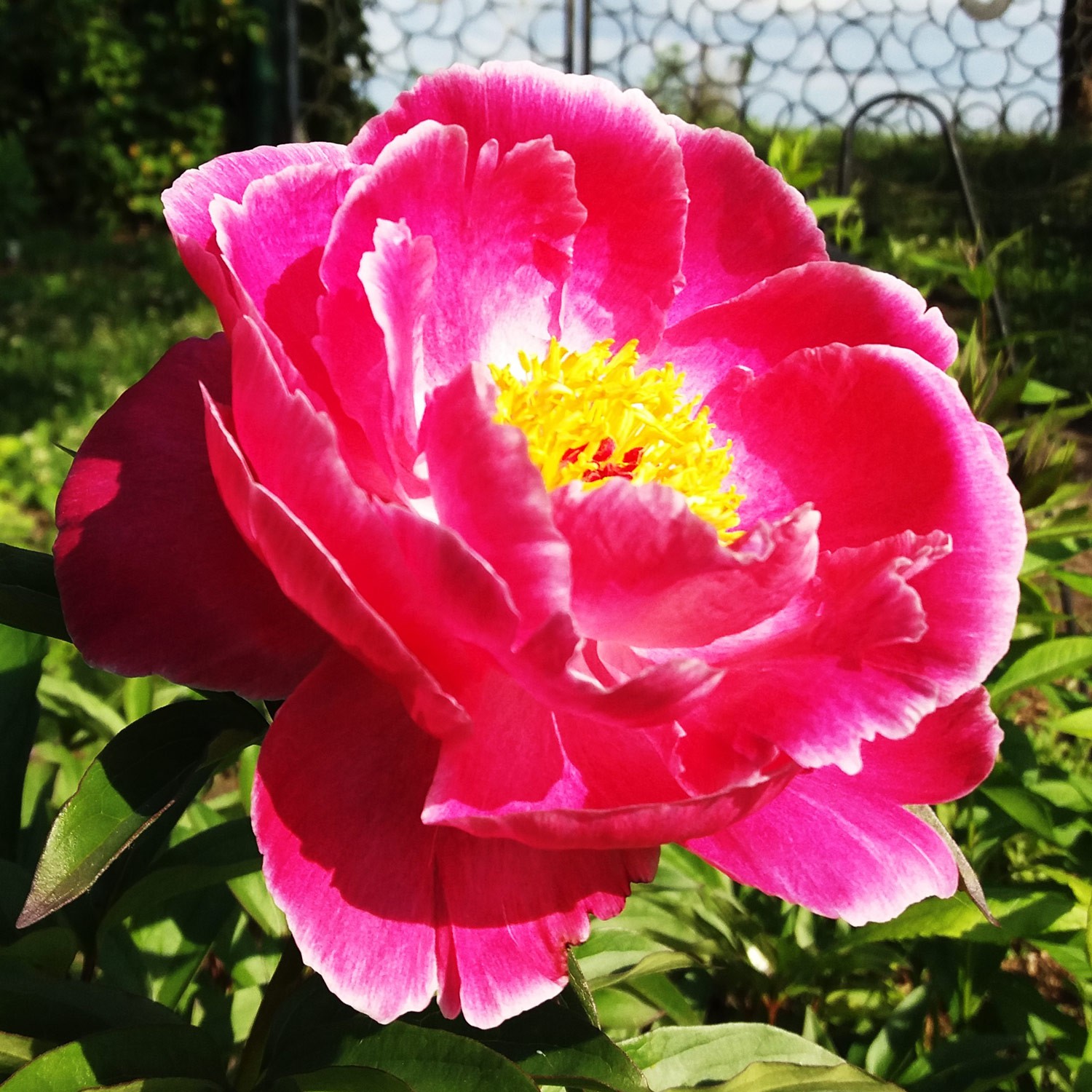 Pojeng 'Pink Dawn'