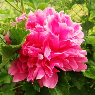 Pojeng 'Edulis Superba'