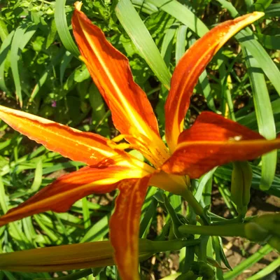 Aed-päevaliilia 'Margaret Perry'